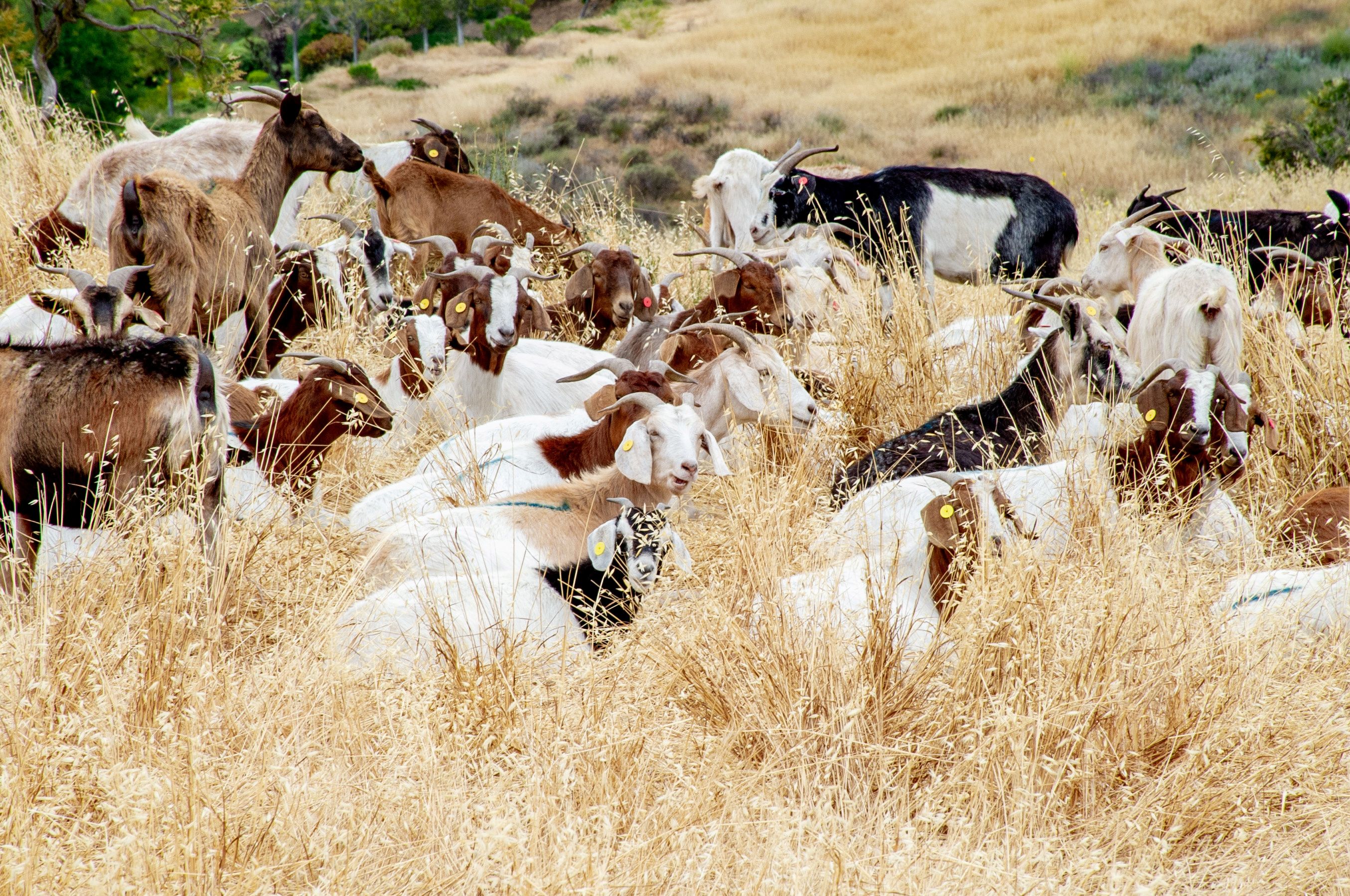 Goats gather in Simi Valley, California