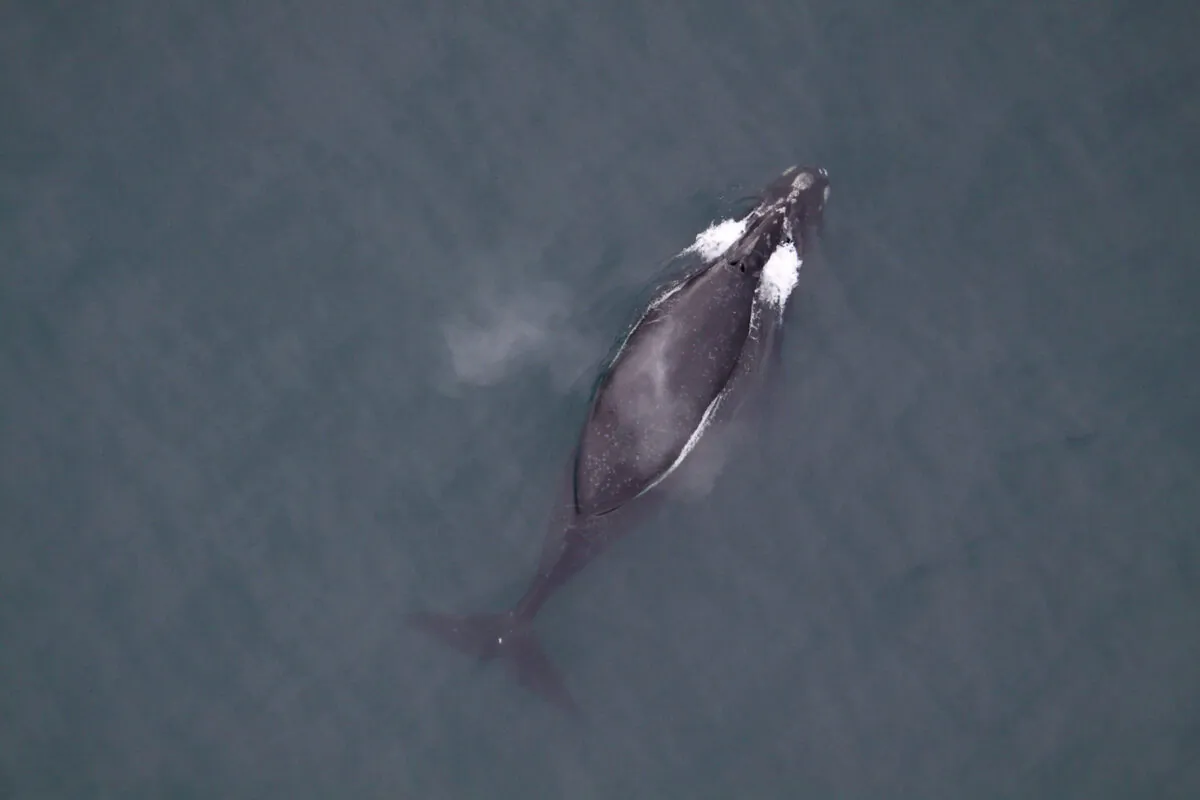 A North Pacific right whale in the North Pacific Ocean. It is believed to be one of fewer than 50 in U.S. waters. (Courtesy Marine Mammal Commission/Handout via REUTERS)