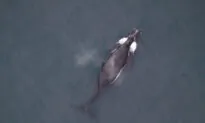 Grumpy Cat, Lovelorn Whale Are Stars of 2019’s Top Animal Stories