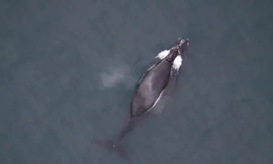 Grumpy Cat, Lovelorn Whale Are Stars of 2019’s Top Animal Stories