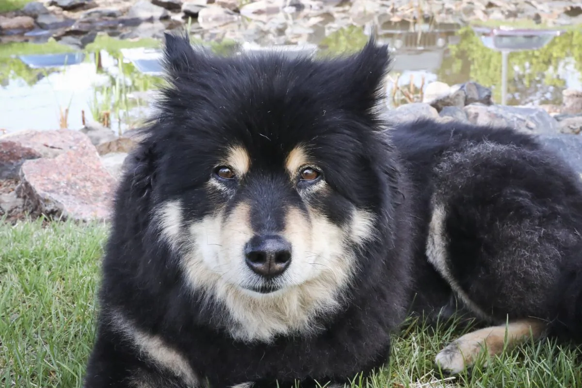 Katy McQuaid's 13-year-old Finnish Lapphund named Grace. (Courtesy of Katy McQuaid)