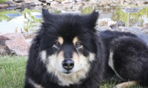 ‘Everybody Loves Grace’: A Dog’s Life Advice for the New Year