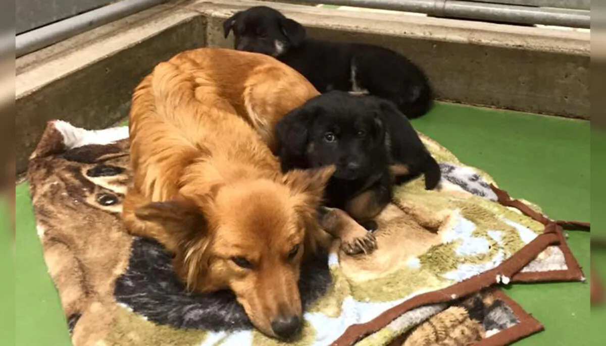(Courtesy of Barkers Pet Motel and Grooming)