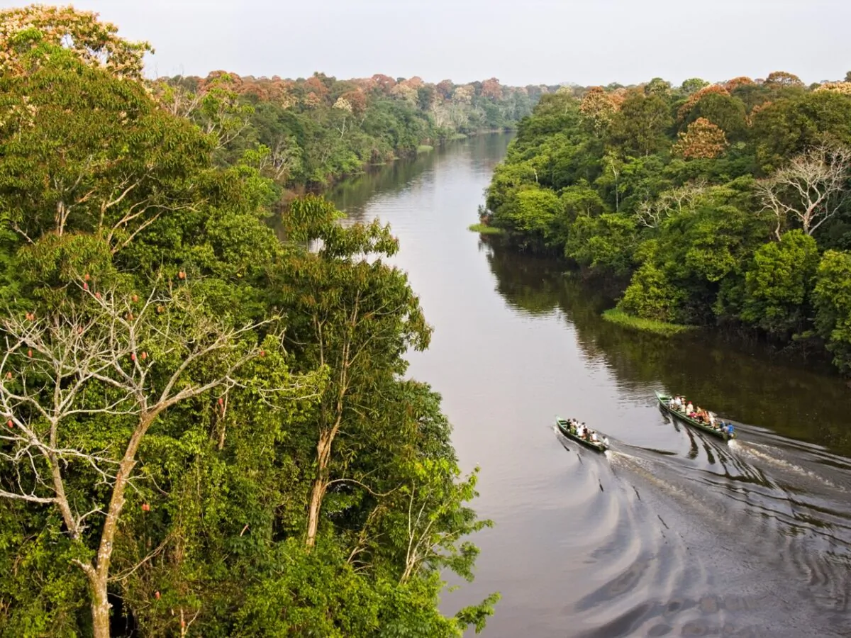 Exploring the Brazilian Amazon basin has a rhythm of its own. (Courtesy of Amazon Nature Tours)