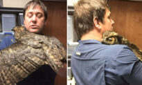 Grateful Owl Gives a Big ‘Hug’ to Man Who Saved It From Brink of Death