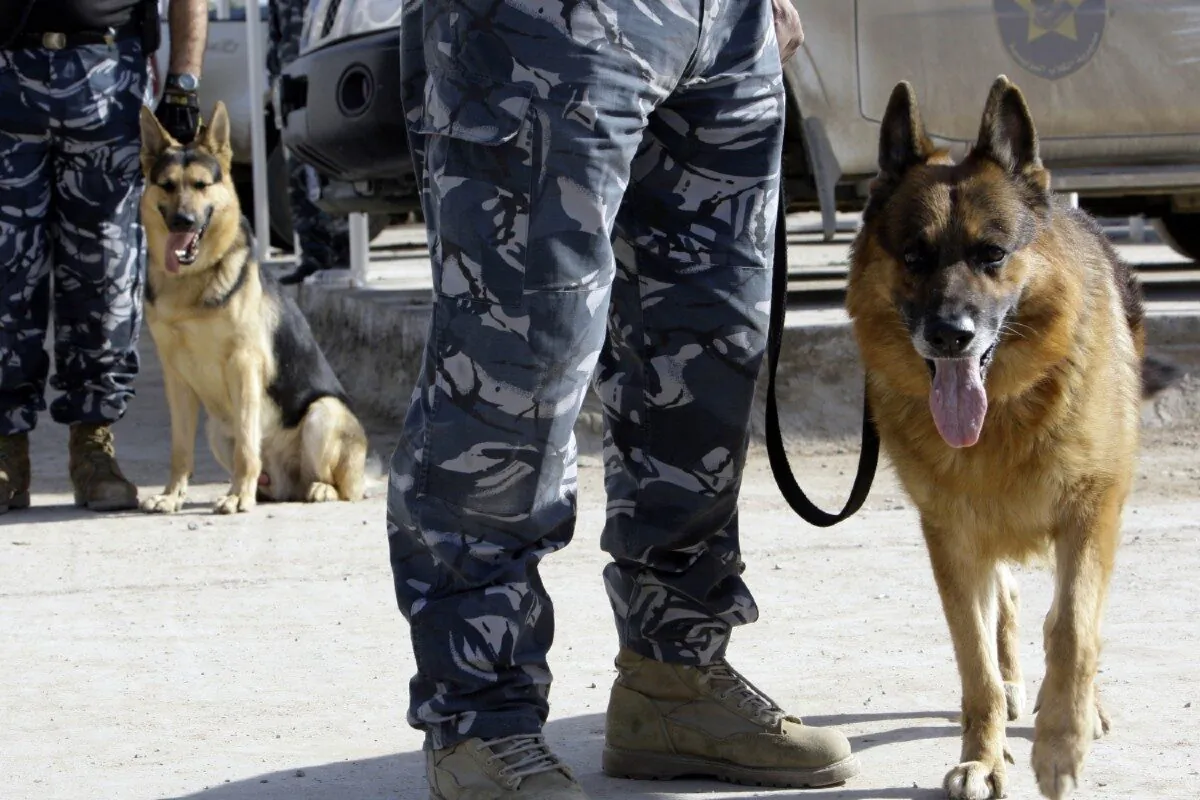 K-9 dogs train at the Iraq police academy in Baghdad on Feb. 10, 2010. (Ali Al-Saadi/AFP via Getty Images)