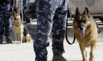 US Stops Sending Sniffer Dogs to Egypt, Jordan After 7 Die