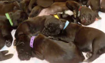 Dog Could Have Set a New World Record After Giving Birth Naturally to 21 Puppies