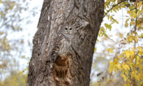 Photographer Hides for Two Hours to Capture This Perfectly Camouflaged Owl