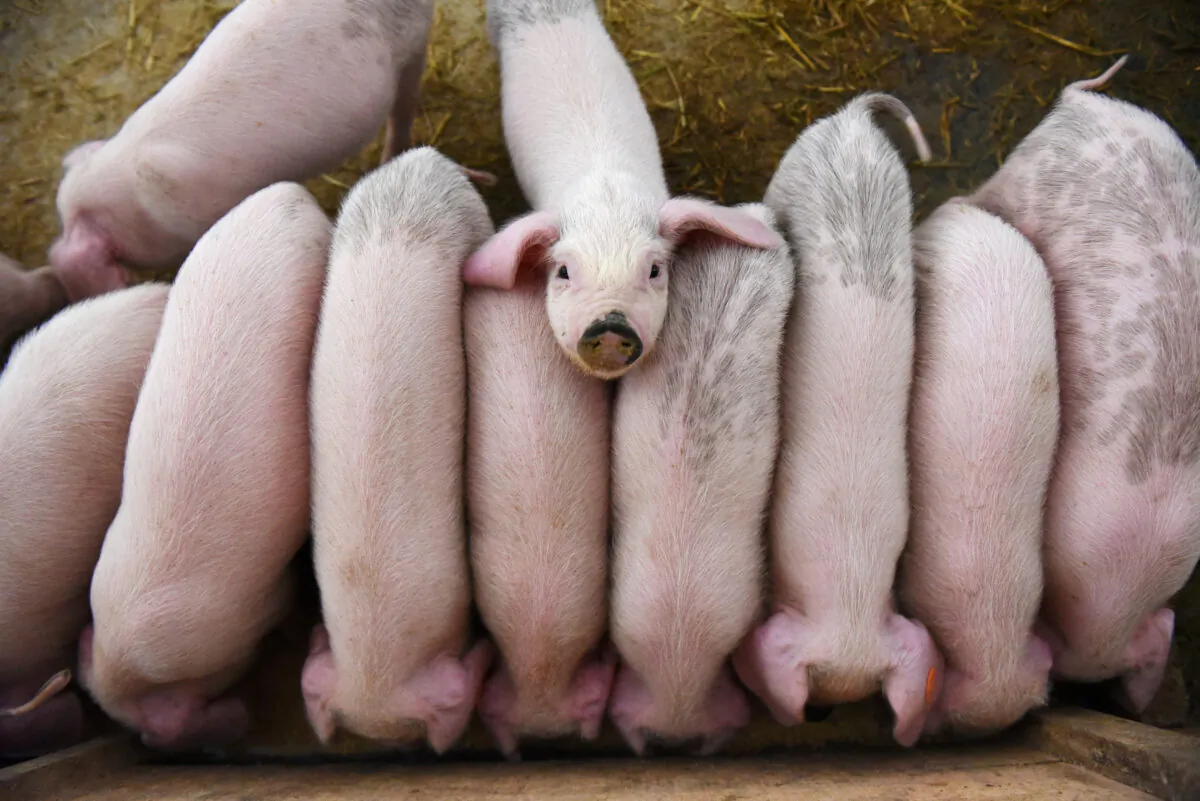 Young pigs are seen at a farm in Xianju County, Taizhou, Zhejiang Province, China on Nov. 21, 2019. (Reuters)