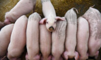 Disease That Killed Millions of China’s Pigs Poses Global Threat