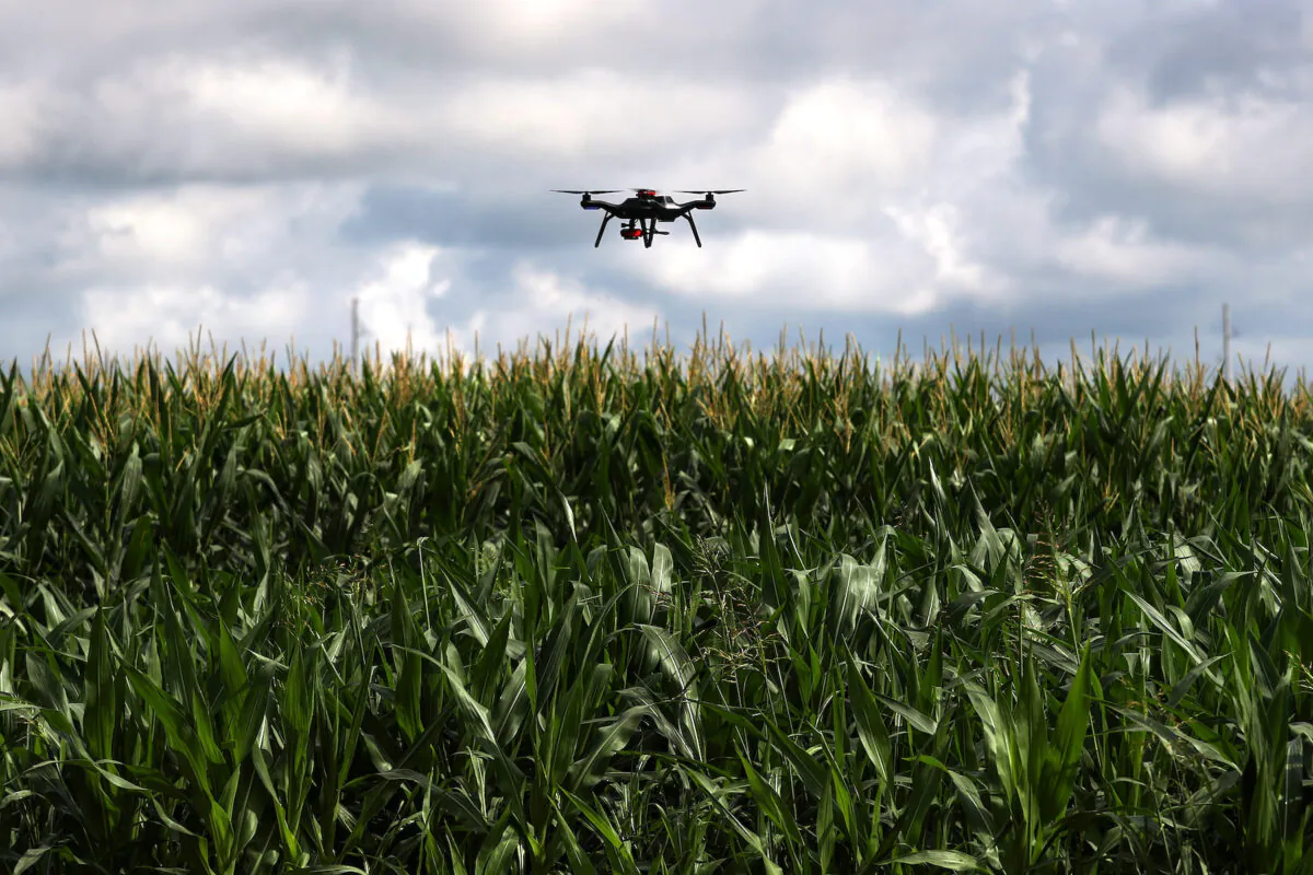 A drone is used to survey a corn research field in College Station, Texas, on May 23, 2018. (Reuters/Adrees Latif)