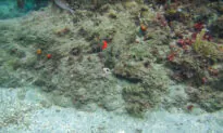 Master of Disguise: Diver Captures Masterfully Camouflaged Octopus on Video