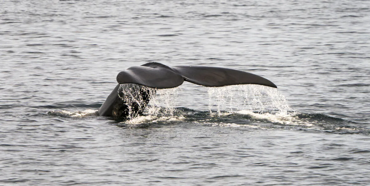 A North Atlantic right whale swims in the waters of Cape Cod Bay near Provincetown, Massachusetts, on April 14, 2019. (Don Emmert/AFP via Getty Images)