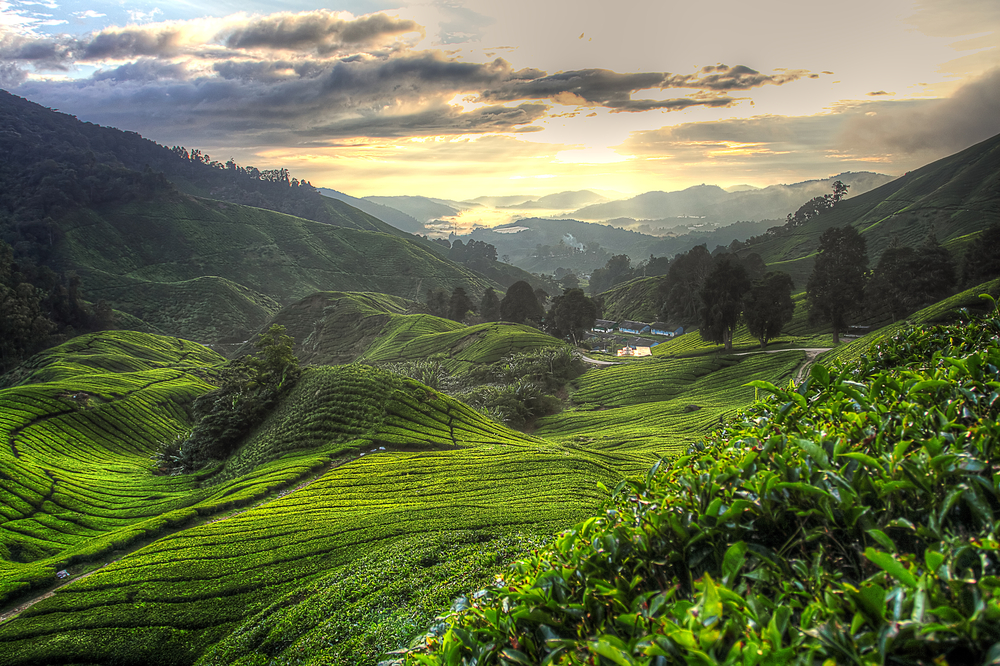 tea plantation