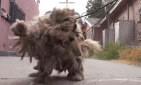 Stray Dog With 3lb Matted Fur Gets Life-Changing Makeover and Forever Home After Rescue
