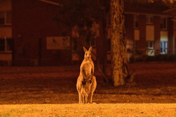 Kangaroo