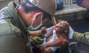 Baby Orangutan Separated From Its Mother Is Rescued in a Remote Village in Indonesia