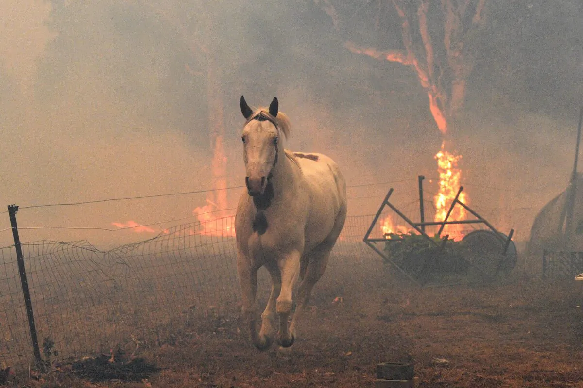 A horse trying to move away from nearby bushfires at a residential property near the town of Nowra in the Australian state of New South Wales on Dec. 31, 2019. (Saeed Khan/ AFP)