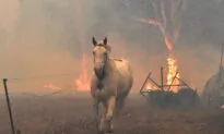 $150 Million Grants Available to Rescue Australian Animal Habitats