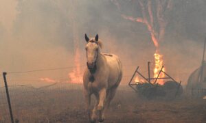 $150 Million Grants Available to Rescue Australian Animal Habitats