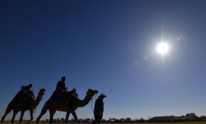 Up to 10,000 Camels May Be Shot and Killed as Australian Wildfires Rage: Official