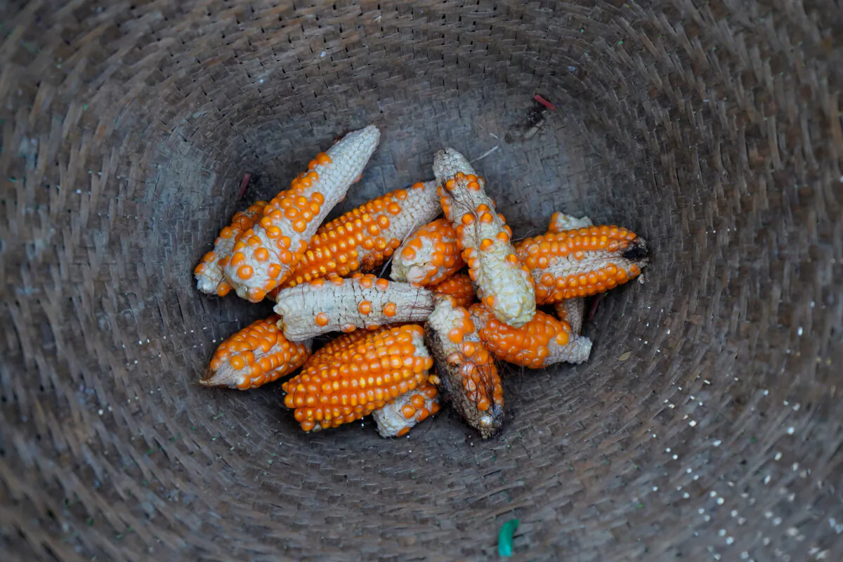Stunted corn pictured inside a rattan basket in a cornfield at Nuodong village of Menghai County in Xishuangbanna Dai Autonomous Prefecture, Yunnan Province, China on July 13, 2019. (Aly Song/Reuters)