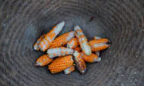China Suspends National Rollout of Ethanol Mandate: Sources