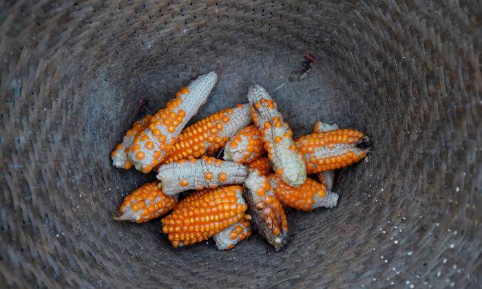 Stunted corn pictured inside a rattan basket in a cornfield at Nuodong village of Menghai County in Xishuangbanna Dai Autonomous Prefecture, Yunnan Province, China on July 13, 2019. (Aly Song/Reuters)