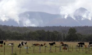 Canadian Team to Head to Australia Next Week to Help Rescue Animals