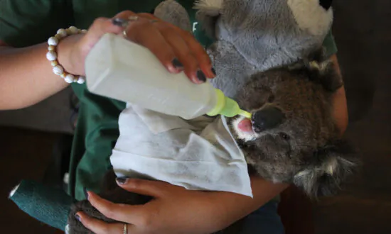 Wildlife Recovering on Kangaroo Island