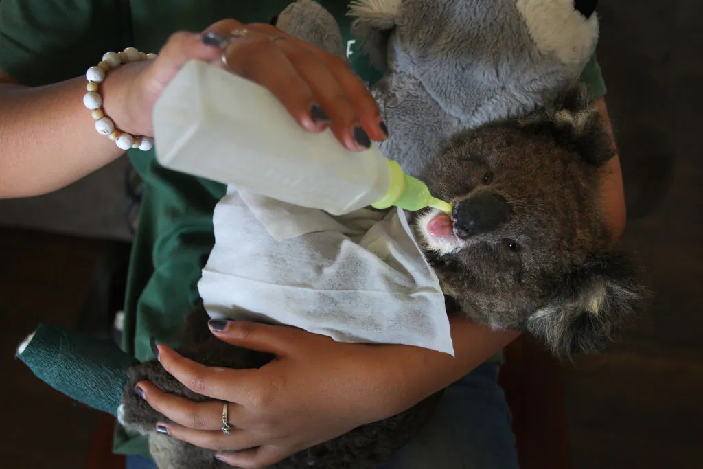 A volunteer wildlife carer feeds an injured koala joey at the Kangaroo Island Wildlife Park in the Parndana region on January 08, 2020 on Kangaroo Island, Australia. (Lisa Maree Williams/Getty Images)