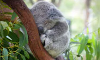 Pregnant Koala Inspires Hope After Species Saving Vaccine