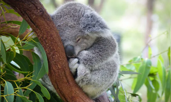 Australia State Sets Target for Zero Species Extinctions on National Threatened Species Day