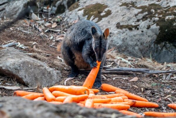 A wallaby eats a carrot after NSW's National Parks and Wildlife Service staff air-dropped them in bushfire-stricken areas around Wollemi and Yengo National Parks, New South Wales, Australia January 11, 2020