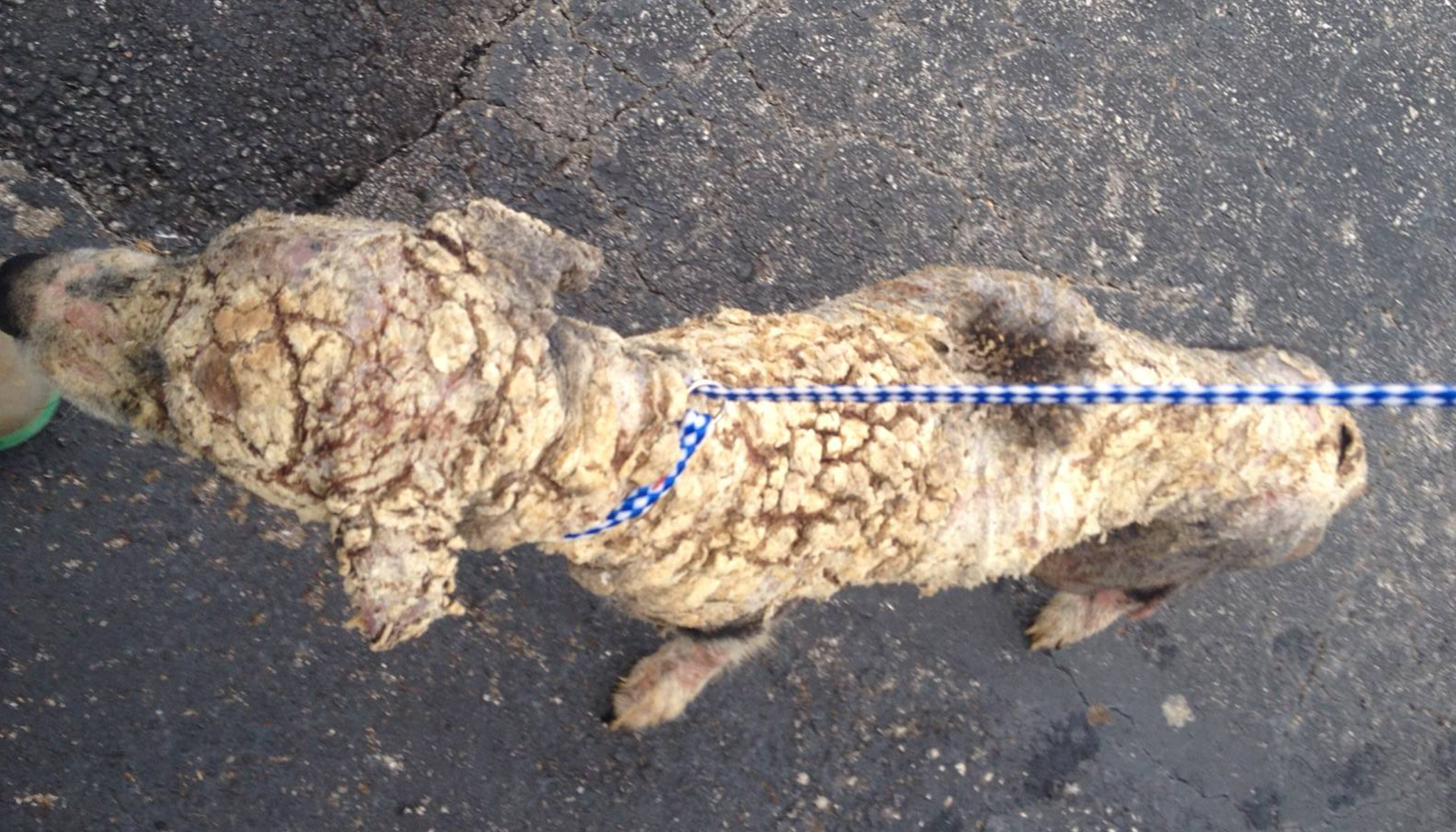 Horribly Mangy Stray Dog Was Covered in Scales, Until Rescuers' Love Turns His Life Around | The Epoch Times