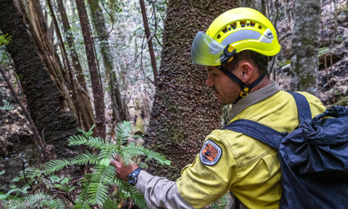 In this photo taken early Jan. 2020, and provided on Jan. 16, 2020, by the New South Wales National Parks and Wildlife Service, (NSW National Parks and Wildfire Service via AP)