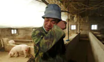 Virus Lockdown in China Impacts Pig Farm Owners’ Livelihoods