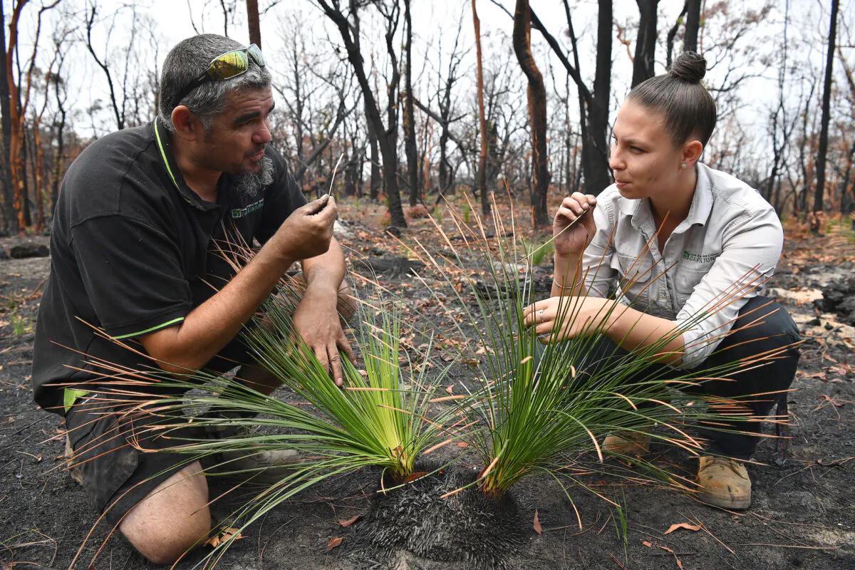 Kelvin Johnson (right) and Amanda Shields from the Darkinjung Local Aboriginal Land Council chew on the root of an Xanthorrhoea Australis or Black Boy plant among bushland destroyed by bushfires in Kulnura, Wednesday, January 15, 2020. The area hit by the Wrights Creek Fire in early December 2018. (AAP Image/Joel Carrett)