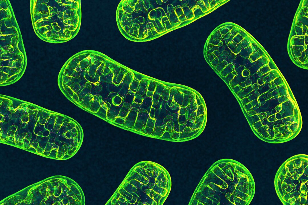 Mitochondria: This First Responder May Ease Chronic Inflammation