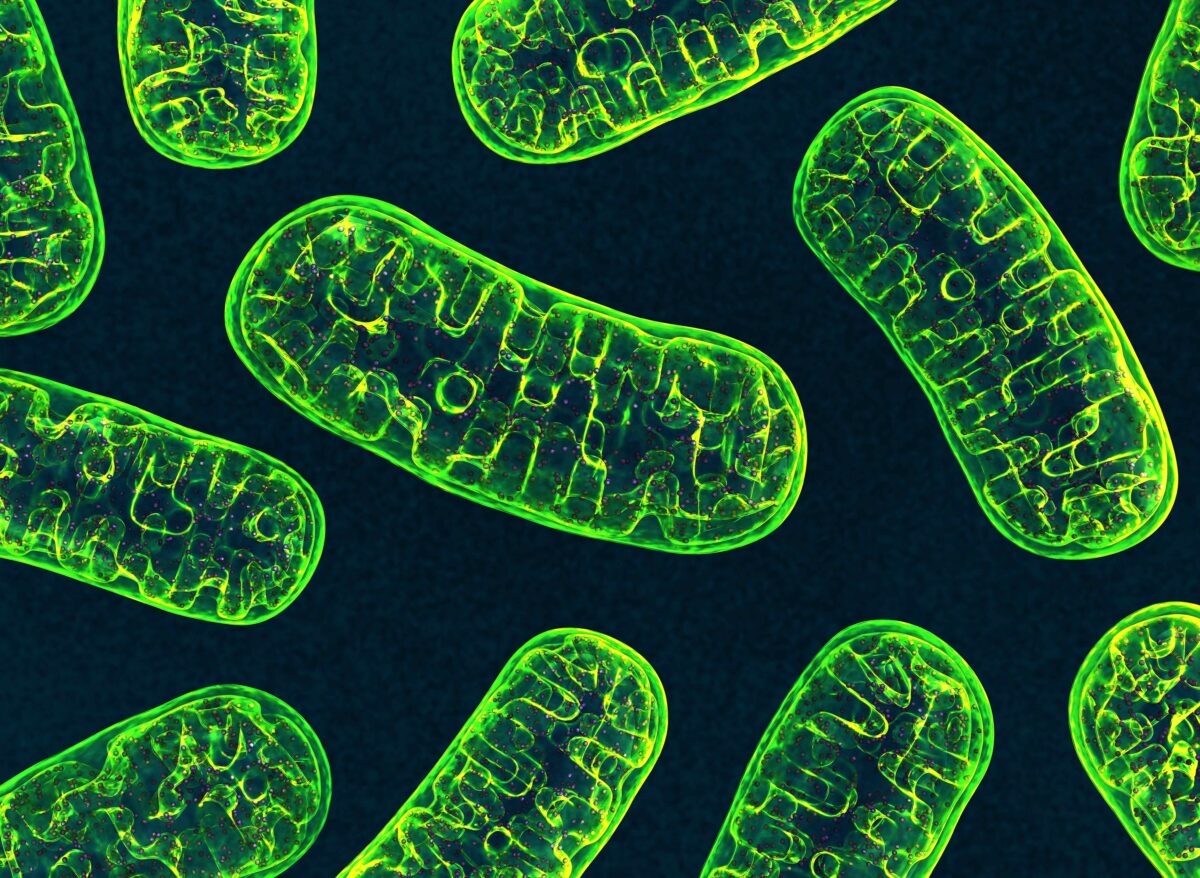 Mitochondria exist
within our cells
and play a crucial
role protecting our
DNA.(3d_man/Shutterstock)