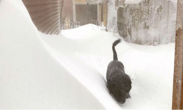 A dog is seen in a blizzard in St John's