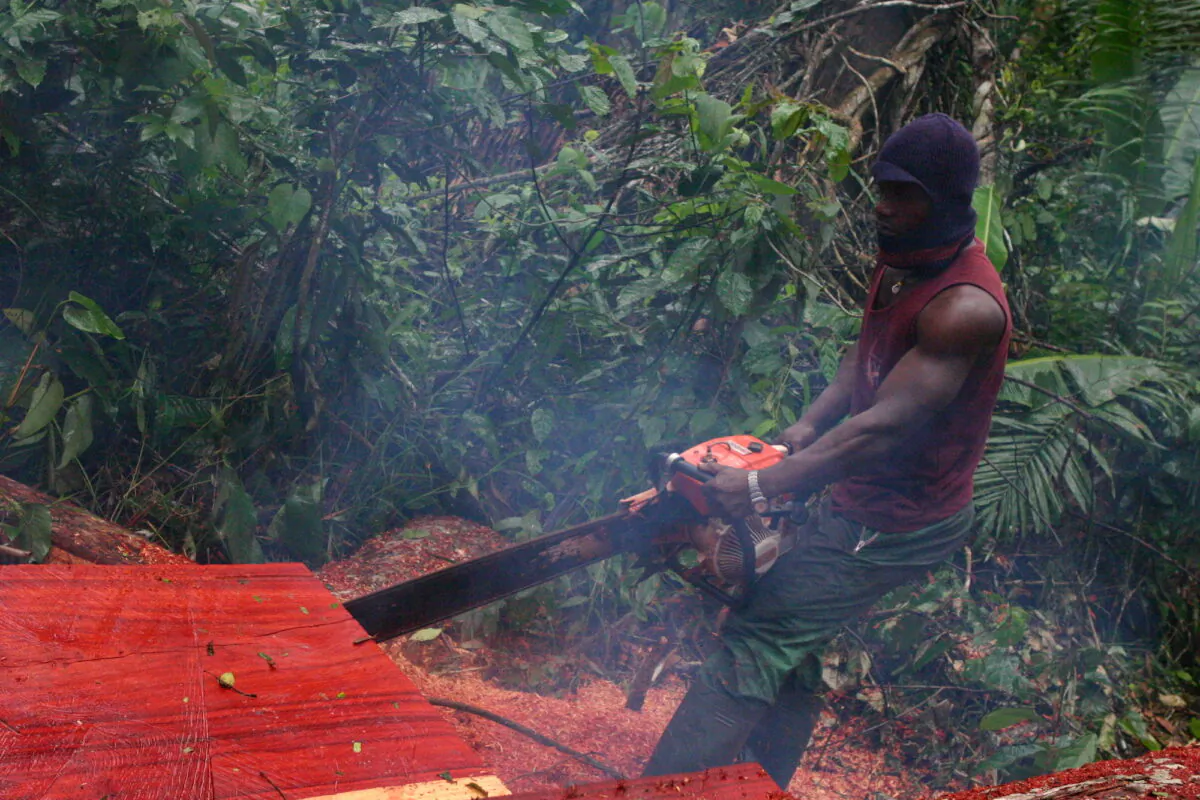 A logger saws through a timber log in the tropical rain forest of Cameroon in Ndimako, East Region, on 18 April 2017. Much of the wood from this part of the country ends up in China. (Amindeh Blaise Atabong for The Epoch Times)