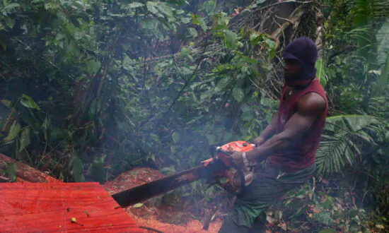 Activists, Experts Concerned About China’s Deforestation Activities in Africa