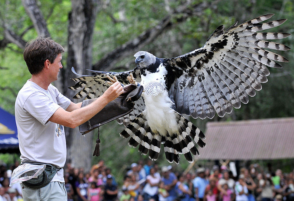 Dallas Zoo on X: Did you know that a harpy eagle's talon is bigger than a  grizzly bear's paw? 😮 This fun fact is brought to you by our resident harpy  eagle