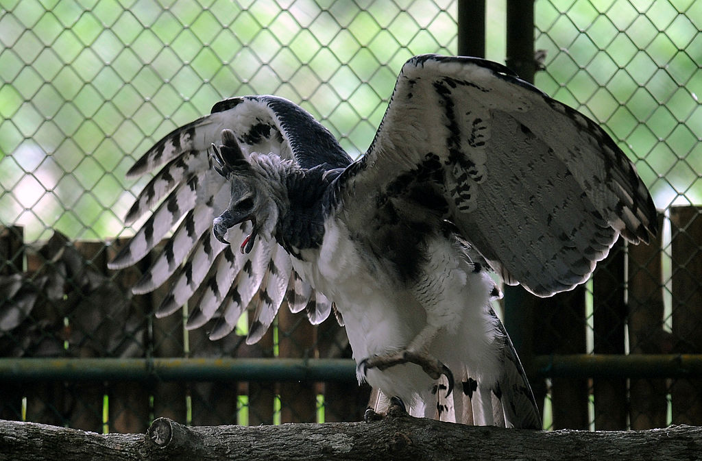 The Harpy Eagle Stands as Tall as a Child With Talons Longer Than a ...