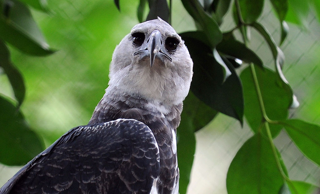 NTD Television - The Harpy Eagle! Wow! Primarily found in South and Central  America, this eagle can weigh upwards of 5 kg and has a wingspan of 6 and a  half feet.