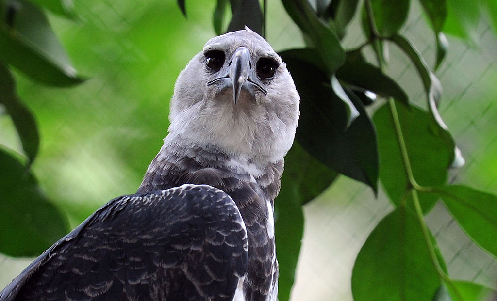 Dallas Zoo on X: Did you know that a harpy eagle's talon is bigger than a  grizzly bear's paw? 😮 This fun fact is brought to you by our resident harpy  eagle