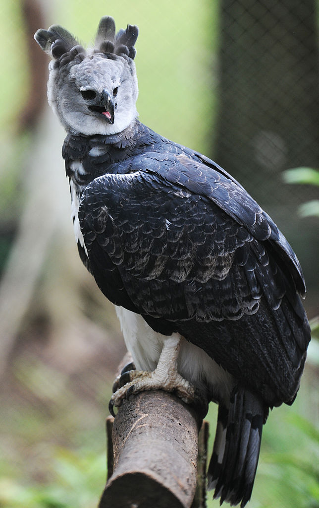 The Harpy Eagle Stands as Tall as a Child With Talons Longer Than a Grown Grizzly  Bear's Claws