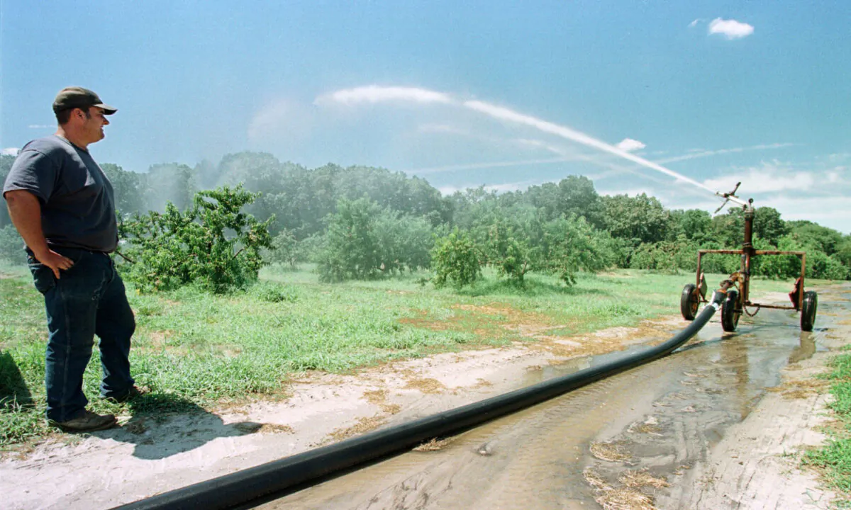 John Rigolizzo, a third-generation farmer of the 5R Farm in Berlin, N.J., watches an irrigation sprayer at work on the farm's peach orchard on Aug. 3, 1999. (Tom Mihalek/AFP via Getty Images)